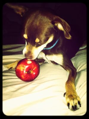 dog by Tough Cookie ^.^