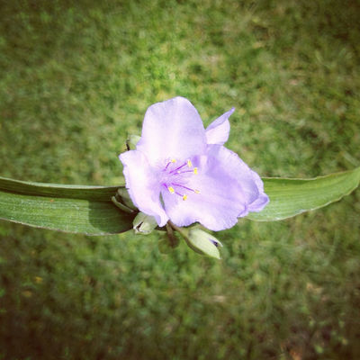flowers in Mobile by Lauren