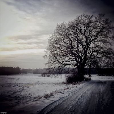 Trees by rawpiqs