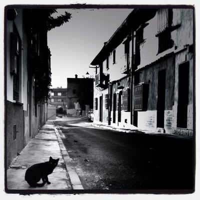 blackandwhite in Denia by sgavenge