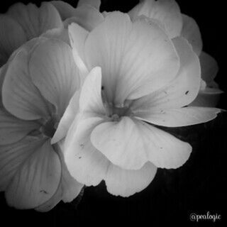blackandwhite by pealogic