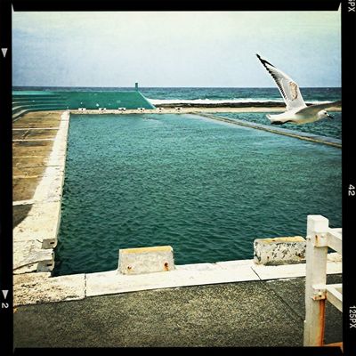 Swimming at Newcastle Ocean Baths by Dom Gallo