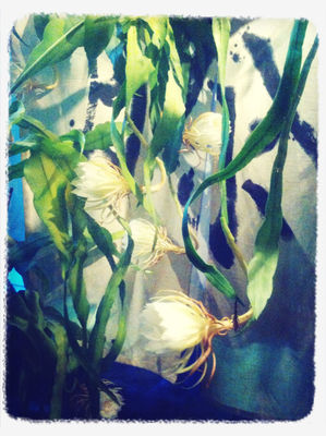 flowers in Hekinan by Mana  Yoshinokuzu