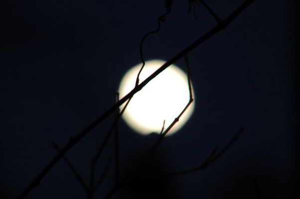 Branches by Willo Wolf Studios