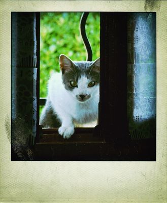 cat at Venelles by Joseph Isola