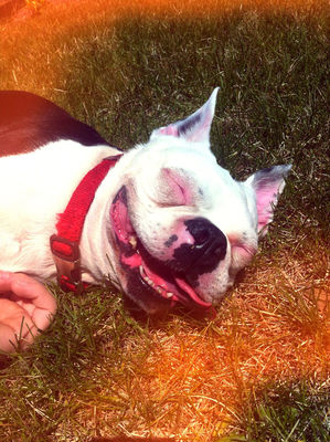 boston terrier at My House by Cindy
