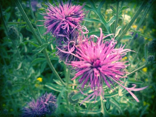flowers in Киселёвск by Kudesnick