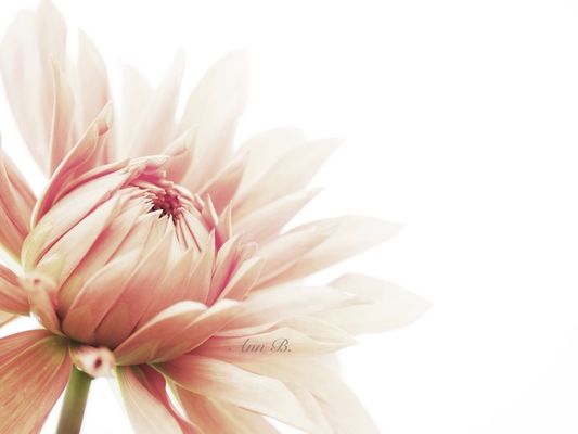 eye4photography by Annoushka