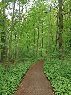 Running at Bad Vilbeler Wald by Robert Rowe