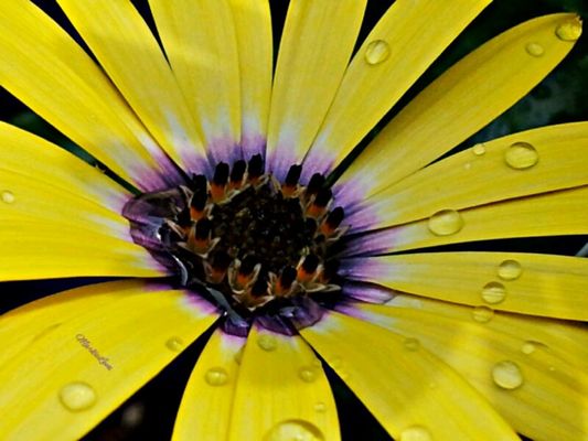 waterdrops by MarksLenz