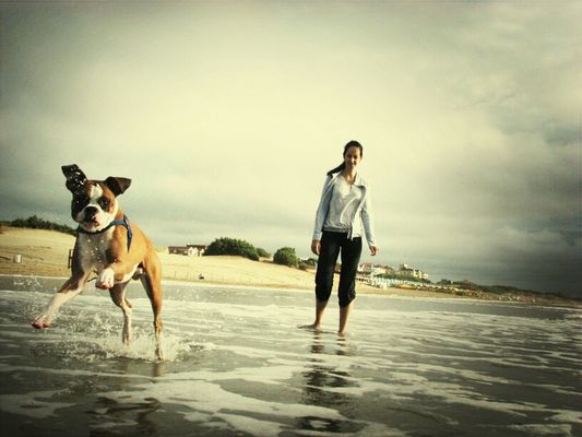 dog by sjbasso