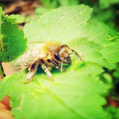Bees in Hamburg by kemuri