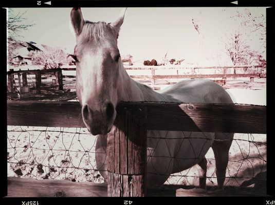 Horses at Lone Pine, CA by Regib