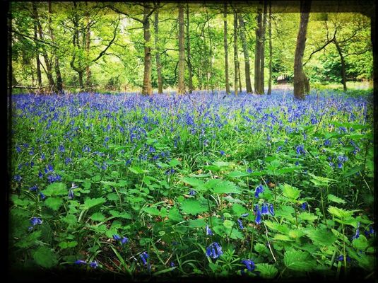 bluebells at Sondes Place Cottages by Bethan