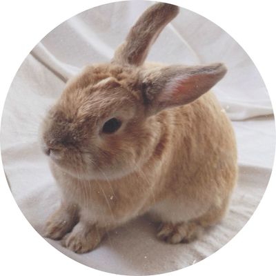 rabbit by ♡ Melisse Agbayani☼