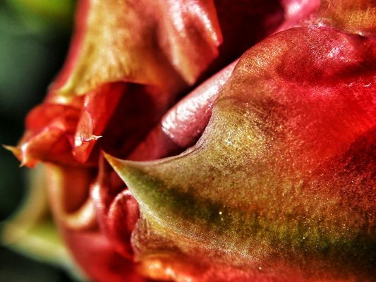 Nature by robert m. 