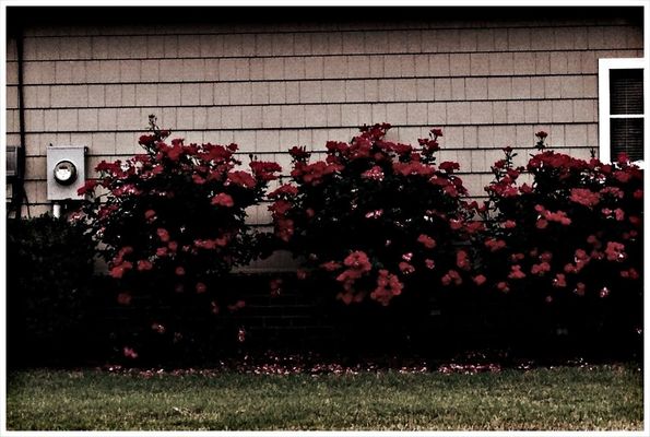 Flowers,Plants & Garden at Pelham by Felix Feagins