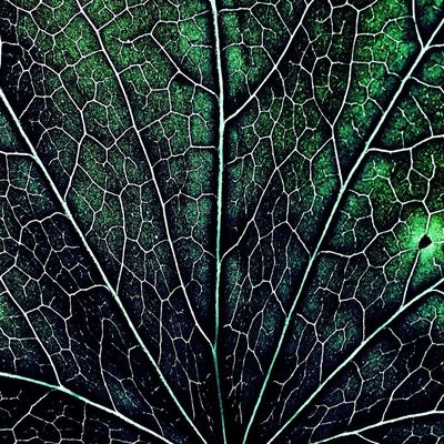 leaves by Heather