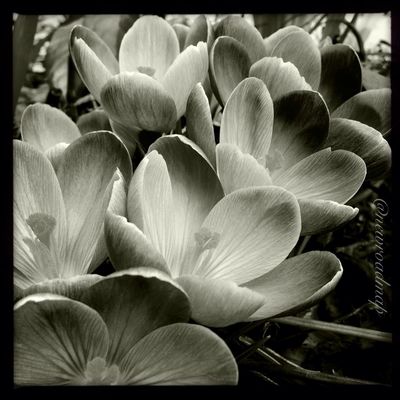 Claunch 72 Monochrome Film by newroadmap