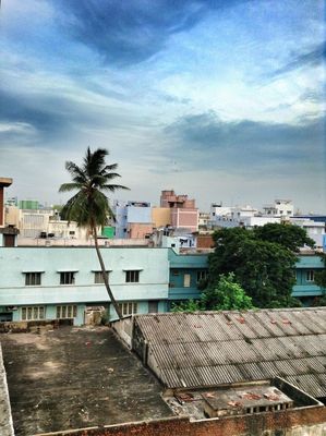 coconut tree at Royapuram by Harish Thangarajan