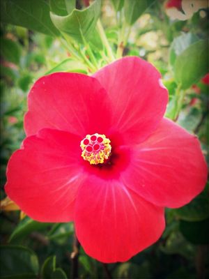 flowers at Bodrum JARRA Hotel by Erdem Demir