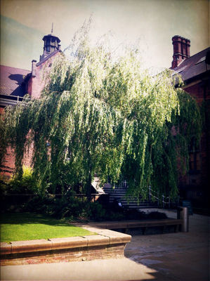 Nature at Newcastle University by Azzy