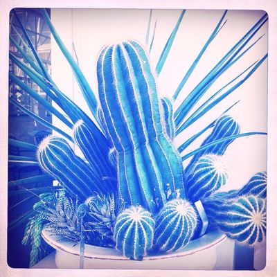 hipstamatic at Lewis Ginter by Kitty T.