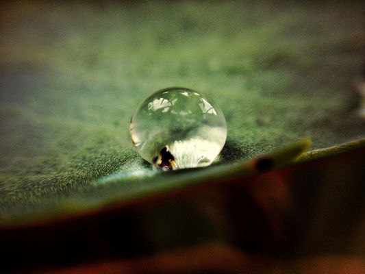 Micro Nature in Tunbridge Wells by Kevin Richter