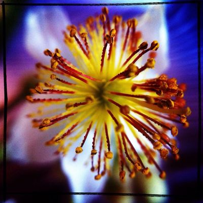 hipstamatic at Het plantsoen by Donna Nadia