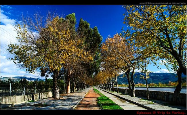 Turkey at Ephesus, Turkey. by Bom Bogus