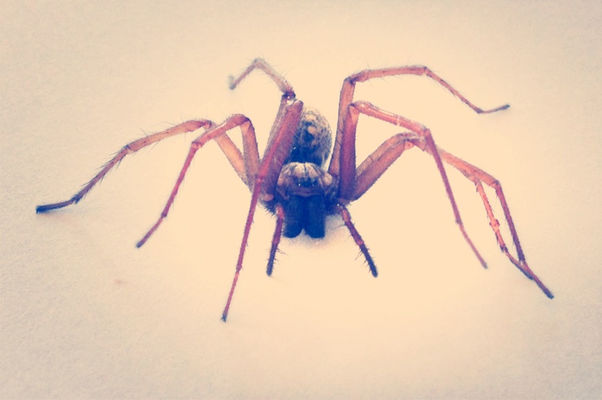 Spider by Arjan de Ridder