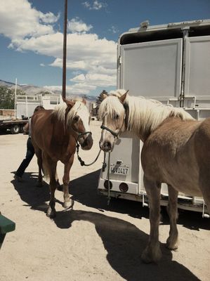 Horses at Lone Pine, CA by Regib