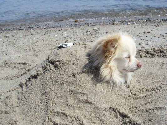 Dogs by ...alisa...