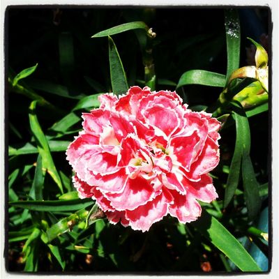 flowers in La Baule-Escoublac by Guillaume  Dupuy Relais D'sciences