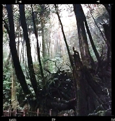 Nature at Yakushima by @naka1978