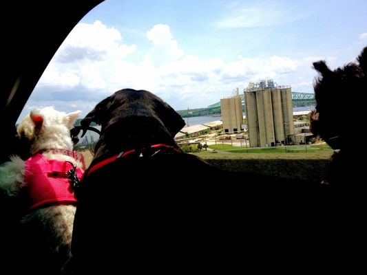 EyeEm4pets in Jacksonville by Beth S