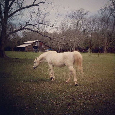 horse by Lauren