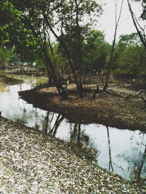 Trees in Johor Bahru by Chris Fam