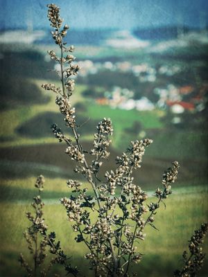 nature_collection by Heidi Cobb