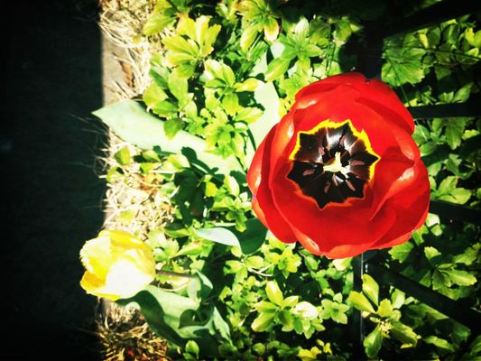 flowers at Park Street by César Cedano