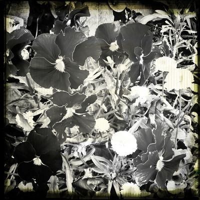 flowers at Hall Place by Phil