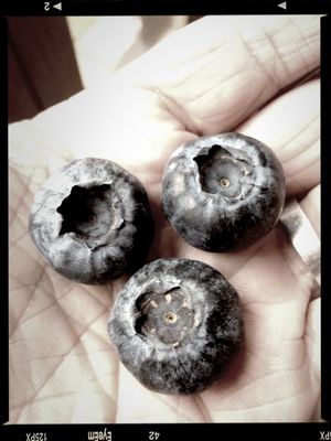 Giant blueberries for breakfast at Starberry (Kent) by rus sellers