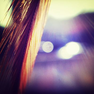 Feathers by Khrystiane Friedli