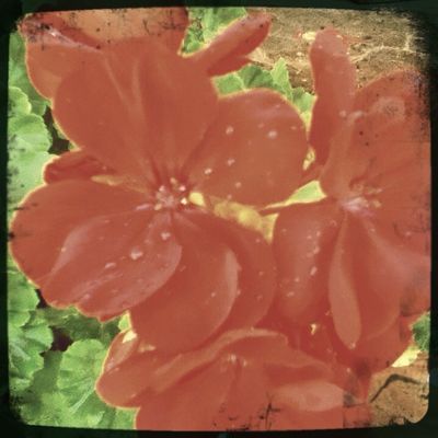 flowers in Oklahoma City by Tom Silk