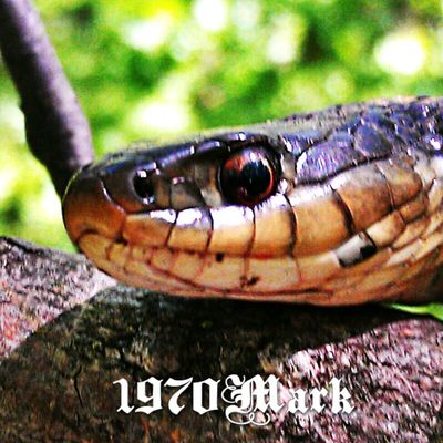 Snake by Marco Antonio