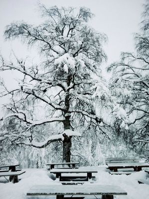 winter wonderland by Annette