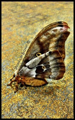 eye4photography by Shannon Brown