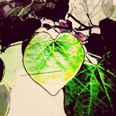 cacophony of hearts at the backyard by Janell Carlson