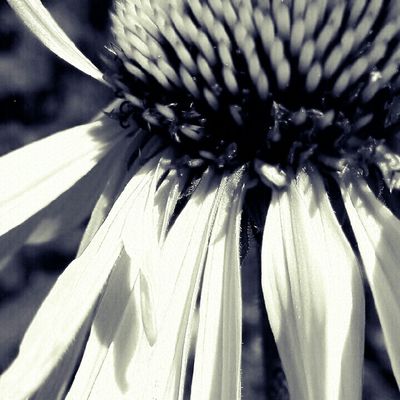 B+W by Helen H