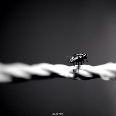 blackandwhite in Mexico City by BearCub